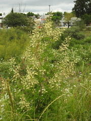 Senegalia bonariensis
