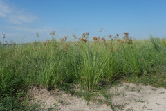 Fimbristylis castanea
