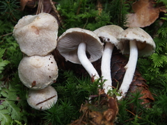Psathyrella cotonea