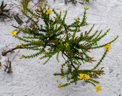 Hypericum tenuifolium