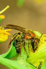 Augochloropsis tupacamaru