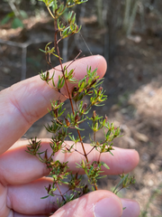 Hypericum galioides