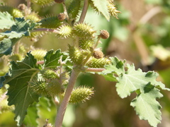 Xanthium orientale