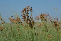 Fimbristylis castanea
