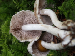 Psathyrella cotonea