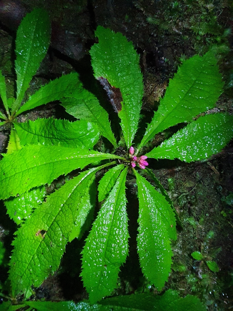 Escalloniales