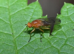 Sciomyzoidea