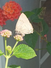 Parrhasius polibetes