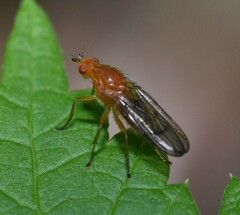 Sciomyzoidea