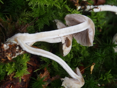 Psathyrella cotonea