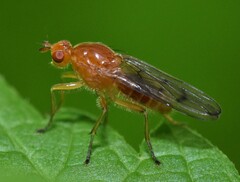 Sciomyzoidea