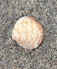 Clinocardium nuttallii