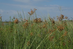 Fimbristylis castanea