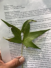 Liquidambar