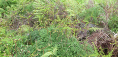 Gleichenia ×punctulata