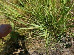 Sorghinae