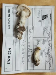 Leucopaxillus