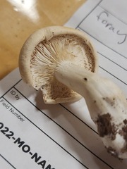 Leucopaxillus