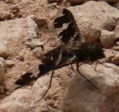 Exoprosopa dorcadion