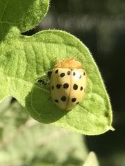 Epilachna varivestis