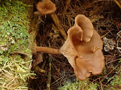 Pseudoarmillariella ectypoides