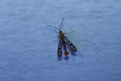 Synanthedon acerni