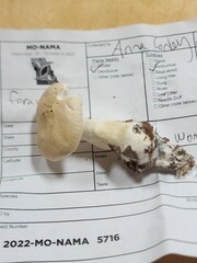 Leucopaxillus