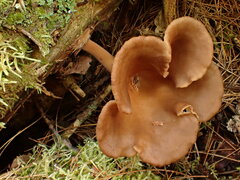 Pseudoarmillariella ectypoides