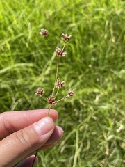 Juncus saximontanus