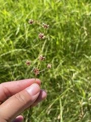 Juncus saximontanus