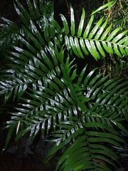 Pteris semiadnata