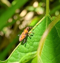 Rhodobaenus