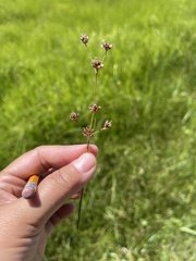 Juncus saximontanus
