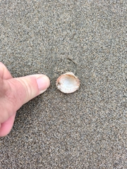 Clinocardium nuttallii