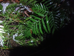 Pteris semiadnata