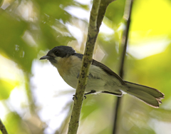 Symposiachrus sacerdotum