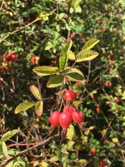 Rosa pisocarpa