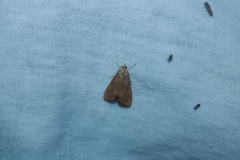Elophila gyralis