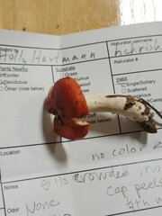 Russula silvestris
