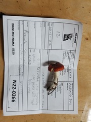 Russula silvestris