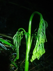 Pteris semiadnata