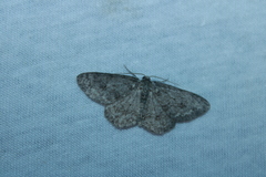 Ectropis crepuscularia