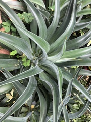 Agave desmettiana