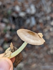 Bolbitius aleuriatus