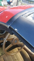 Myllocerus undecimpustulatus