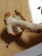 Russula silvestris