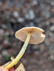 Bolbitius aleuriatus