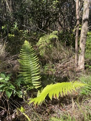 Dryopteris fuscoatra