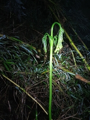 Pteris semiadnata