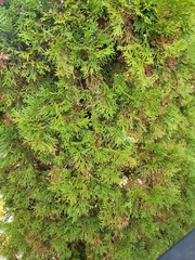 Juniperus chinensis